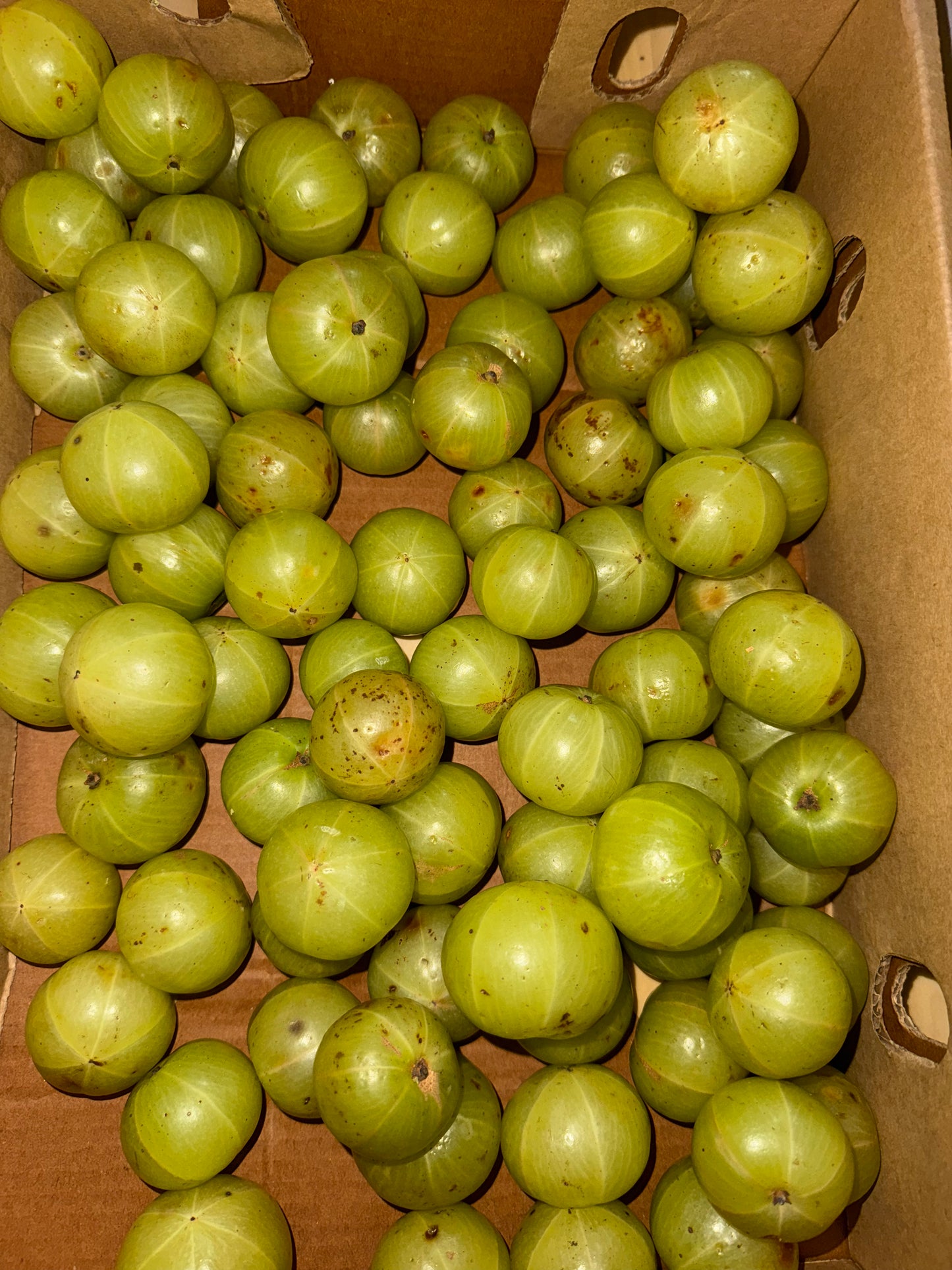 Amla