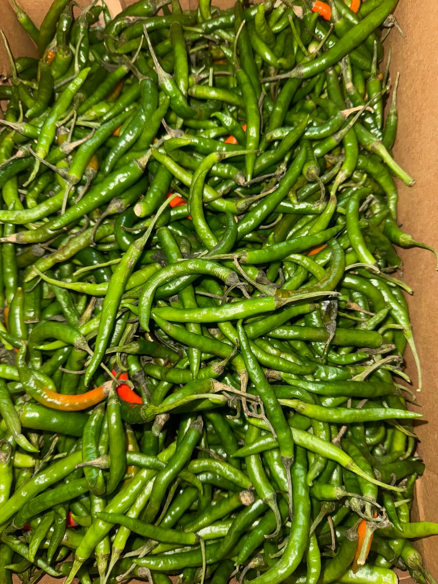 Groene peper (Paccaimiḷakay) 500g