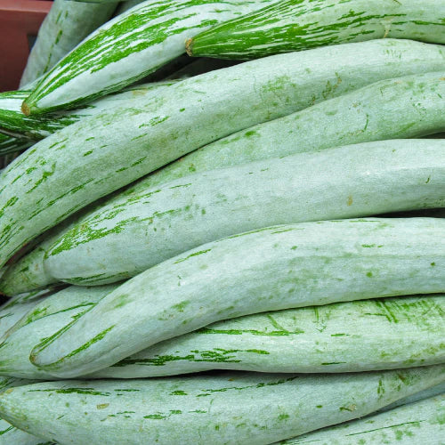 Snake gourd